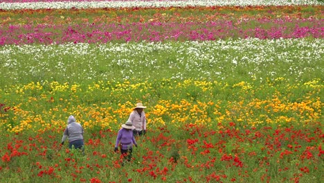 Mexikanische-Landarbeiter-Arbeiten-In-Kommerziellen-Blumenfeldern-1