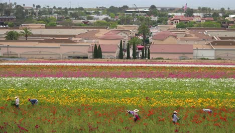 Mexican-farm-workers-labor-in-commercial-flower-fields-2