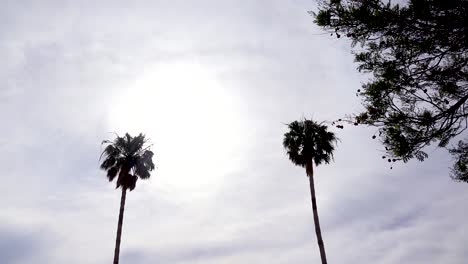 A-nice-angle-against-a-palm-tree-as-a-generic-plane-lands-silhouetted-against-the-sun-in-California