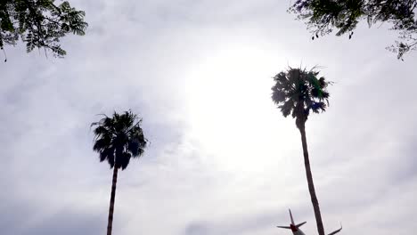 A-nice-angle-against-a-palm-tree-as-a-generic-plane-lands-silhouetted-against-the-sun-in-California-1