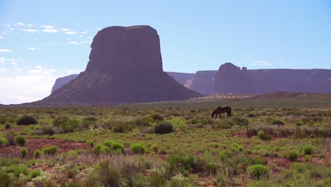 Pferde-Weiden-Mit-Der-Natürlichen-Schönheit-Des-Monument-Valley-Utah-Im-Hintergrund-5