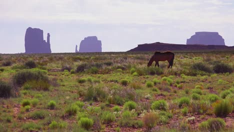 Pferde-Weiden-Mit-Der-Natürlichen-Schönheit-Des-Monument-Valley-Utah-Im-Hintergrund-6