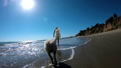 Ein-Nasser-Goldener-Doodle--Oder-Labradoodle-Hund-Läuft-In-Zeitlupe-Am-Strand-Entlang