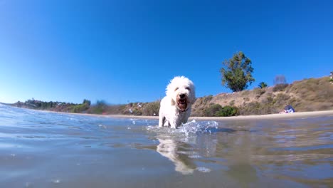 Underwater-and-above-water-perspective-of-a-Labroadoodle-or-Golden-doodle-dog-playing-at-beach-in-slow-motion