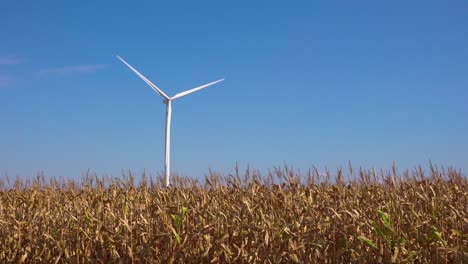 A-wind-turbine-produces-alternative-sources-of-electrical-energy-above-a-cornfield-in-Michigan
