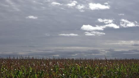 Time-lapse-shot-of-dark-clouds-moving-over-a-farm-cornfield-in-the-Midwest