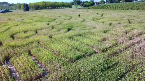 Eine-Antenne-über-Einem-Riesigen-Maislabyrinth-Auf-Einer-Farm-In-Michigan-3