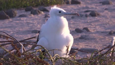 A-juvenile-booby-bird-sits-on-a-nest-in-the-Galapagos-Islands-Ecuador
