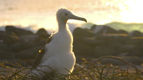 A-juvenile-booby-bird-sits-on-a-nest-by-the-ocean-in-the-Galapagos-Islands-Ecuador