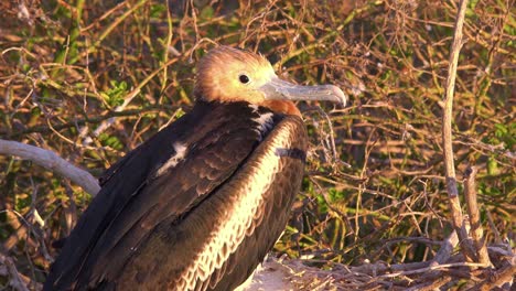 A-juvenile-frigate-bird-sits-on-its-nest-in-the-Galapagos-Islands-Ecuador
