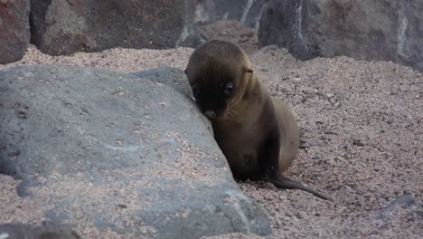 Ein-Seelöwenbaby-Sucht-Seine-Mutter-Auf-Einer-Insel-Der-Galapagos-Inseln-1