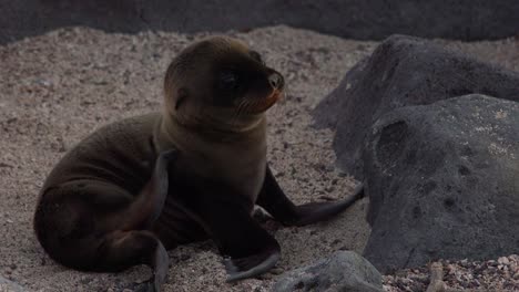 Ein-Seelöwenbaby-Kratzt-Sich-Auf-Einer-Insel-Auf-Den-Galapagosinseln