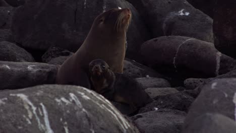 Eine-Seelöwenmutter-Bewacht-Ihr-Neugieriges-Welpenbaby-Auf-Einer-Insel-Der-Galapagos-Inseln