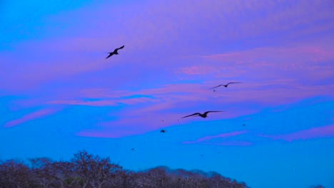 Frigate-birds-fly-low-over-the-Galapagos-Islands-at-sunset