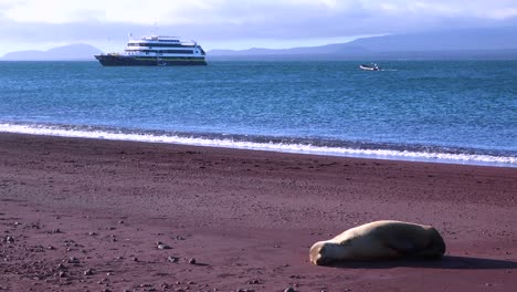 Ein-Seelöwe-Schläft-An-Einem-Roten-Sandstrand-Auf-Den-Galapagos-Inseln-Mit-Einem-Schiff-In-Der-Ferne