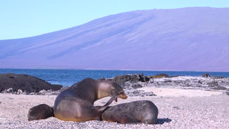 Seelöwen-Kämpfen-An-Einem-Strand-Auf-Den-Galapagos-inseln-Ecuador