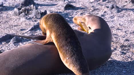 Seelöwenbabys-Säugen-Von-Ihren-Müttern-An-Einem-Strand-Auf-Den-Galapagos-Inseln