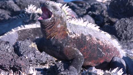 Marine-iguanas-bask-in-the-sun-in-the-Galapagos-Islands-Ecuador