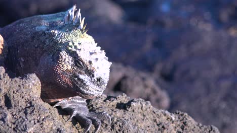 Extreme-close-up-of-marine-iguana-on-rock-in-Galapagos-Islands-Ecuador