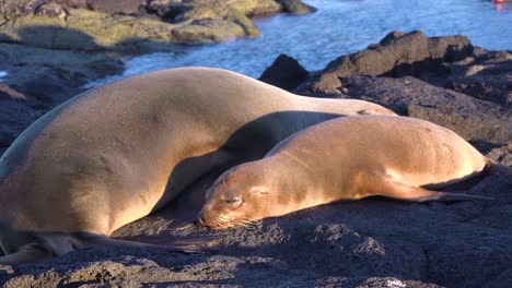 Sea-lions-sleep-on-a-beach-in-the-Galapagos-Islands-Ecuador