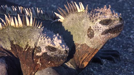 Marine-iguanas-bask-in-the-sun-in-the-Galapagos-Islands-Ecuador-2
