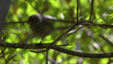 Ein-Galapagos-Fink-Sitzt-In-Einem-Baum-Der-Vogel,-Der-Darwins-Evolutionstheorie-Inspirierte