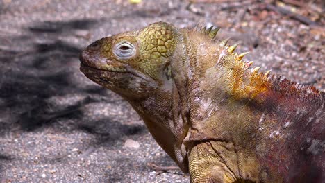 A-land-iguana-giant-lizard-on-the-Galapagos-Islands-1