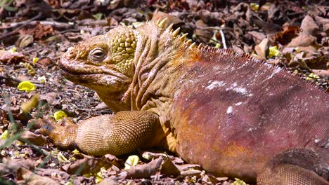 A-land-iguana-giant-lizard-on-the-Galapagos-Islands-3