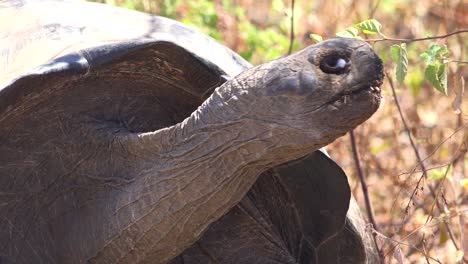 Nahaufnahme-Einer-Riesigen-Landschildkröte-Auf-Den-Galapagos-Inseln,-Ecuador