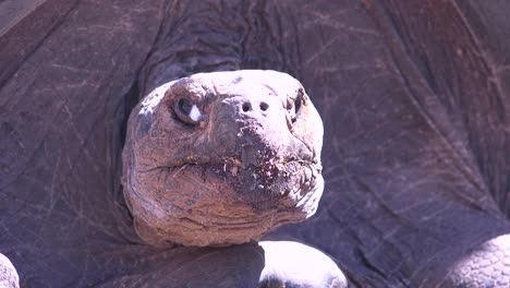 Close-up-of-a-giant-land-tortoise-in-the-Galapagos-Islands-Ecuador-1