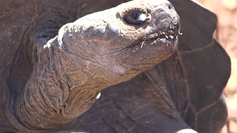 Close-up-of-a-giant-land-tortoise-in-the-Galapagos-Islands-Ecuador-2