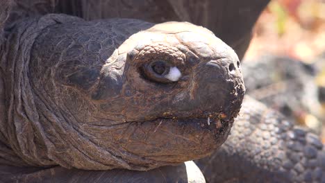 Close-up-of-a-giant-land-tortoise-in-the-Galapagos-Islands-Ecuador-3