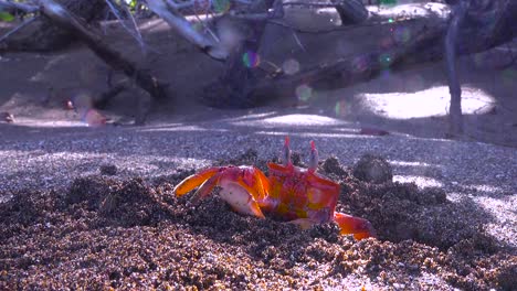 Leuchtend-Rote-Sally-Lightfoot-Krabbe-Bewegt-Sand-Aus-Seinem-Bau-An-Einem-Strand-Auf-Den-Galapagos