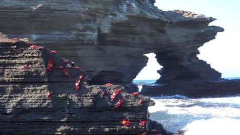 Bright-red-Sally-Lightfoot-crabs-cling-to-a-rock-on-a-Galapagos-shore