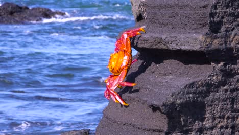 Bright-red-Sally-Lightfoot-crab-climbs-a-rock-in-the-Galapagos-Islands