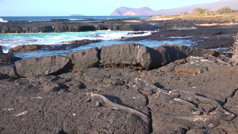 Iguanas-Marinas-Yacen-Sobre-Rocas-De-Lava-En-Las-Islas-Galápagos-1