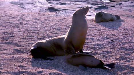 Leones-Marinos-Y-Cachorros-En-Una-Playa-En-Las-Islas-Galápagos