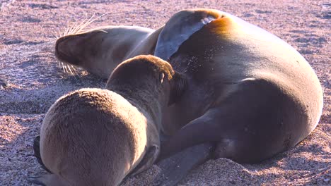 Baby-Seelöwen-Säugen-Von-Ihren-Müttern-An-Einem-Strand-Auf-Den-Galapagos-Inseln-1