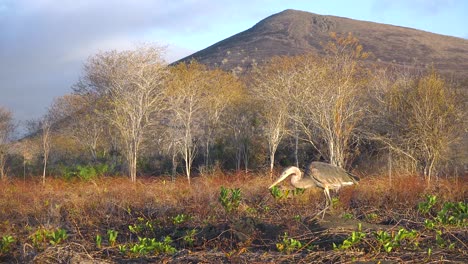 Ein-Großer-Blauer-Reiher-Geht-An-Einem-Strand-Auf-Den-Galapagos-Inseln-Entlang