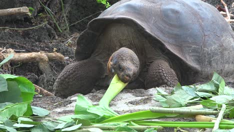 Landschildkröten-Ernähren-Sich-Von-Grün-In-Der-Charles-Darwin-Research-Station-In-Puerto-Ayora-Galapagos-Ecuador-2