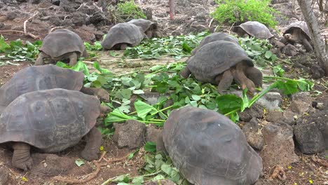 Land-tortoises-feed-on-greenery-at-the-Charles-Darwin-Research-Station-in-Puerto-Ayora-Galapagos-Ecuador-3