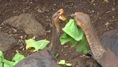 Las-Tortugas-Terrestres-Se-Alimentan-De-Vegetación-En-La-Estación-De-Investigación-Charles-Darwin-En-Puerto-Ayora-Galápagos-Ecuador-4