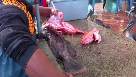 Pelikane-Versuchen-Auf-Dem-Fischmarkt-In-Puerto-Ayora-Galapagos-Ecuador-Einen-Nahrungsrest-Zu-Bekommen