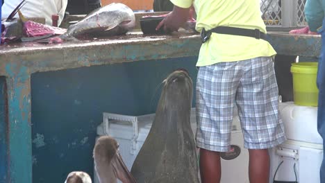 Ein-Seelöwe-Versucht-Auf-Dem-Fischmarkt-In-Puerto-Ayora-Ecuador-Galapagos-Essen-Zu-Stehlen-1