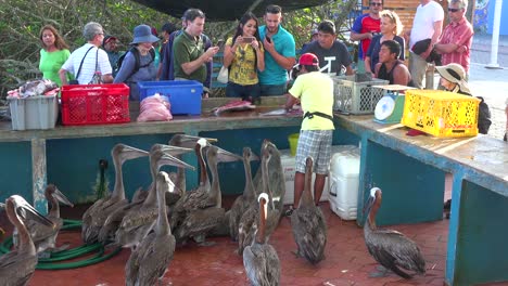 Pelicans-try-to-get-a-scrap-of-food-in-the-fish-market-at-Puerto-Ayora-Galapagos-Ecuador-2