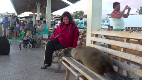 Un-León-Marino-Duerme-En-Un-Banco-En-Un-Muelle-Rodeado-De-Turistas-En-Las-Islas-Galápagos-Ecuador