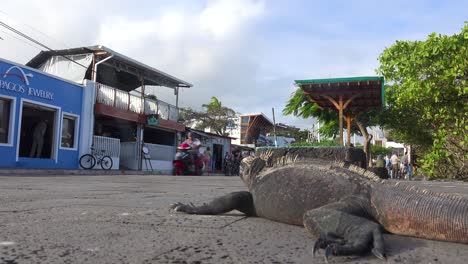 Ein-Leguan-Schläft-Auf-Den-Straßen-Der-Stadt-Puerto-Ayora-Galapagos-Ecuador