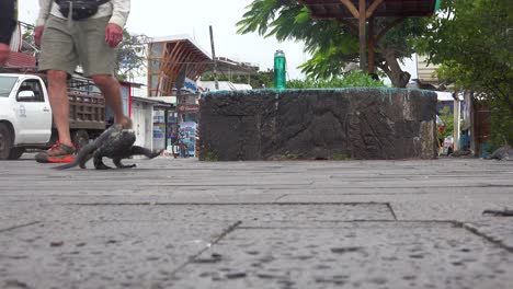 An-iguana-moves-along-on-the-city-streets-of-Puerto-Ayora-Galapagos-Ecuador-scared-by-tourists
