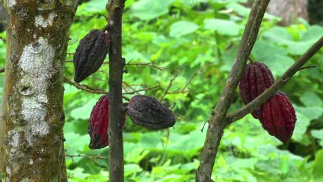 El-árbol-Del-Cacao-Del-Que-Se-Extrae-El-Chocolate-Crece-En-Las-Selvas-De-Ecuador