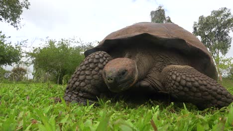 Eine-Riesige-Landschildkröte-Frisst-Gras-Auf-Den-Galapagos-Inseln,-Ecuador